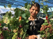 "Dàn người mẫu" nho kiểng độc lạ chưng Tết 2019 đã sẵn sàng