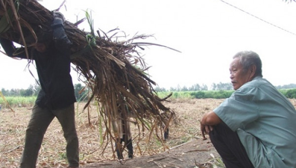 Rơi nước mắt vì mía rẻ như cho, thương lái biệt tăm, nhà máy nợ tiền