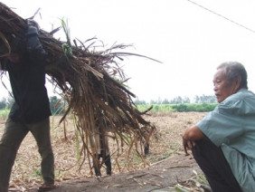 Rơi nước mắt vì mía rẻ như cho, thương lái biệt tăm, nhà máy nợ tiền