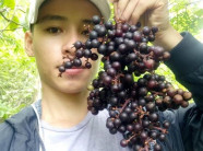 Trai 8X "dở hơi" khi dốc sức săn giống nho rừng quý hiếm