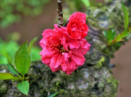 Đào Thất Thốn “xịn” giá trăm triệu khách vẫn xuống tiền vì quá mê