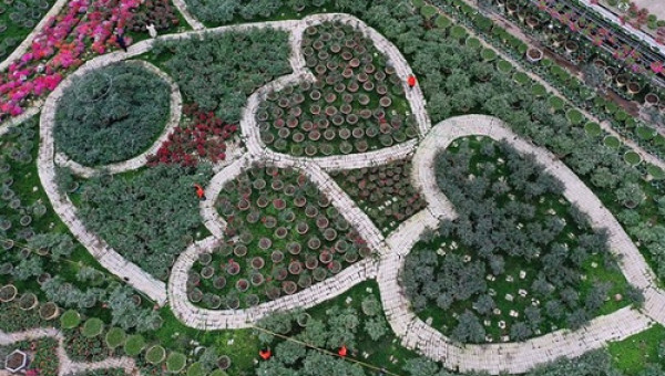 Lạc lối trong vườn hoa hồng trái tim tuyệt đẹp thu lãi tiền tỷ/năm