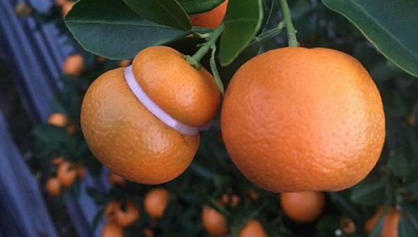 Xuất hiện quất hồ lô giá hấp dẫn, nhiều người rủ nhau săn mua