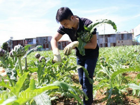 Chàng kiến trúc sư làm giàu với cây atiso kiểu... khác người