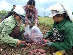 Đau xót: Nguy cơ bỏ thối, làm phân xanh hơn 600ha khoai lang Nhật