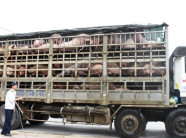 NÓNG: Dịch tả lợn châu Phi lan đến Nghệ An