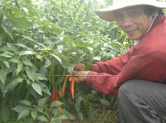 Chung thủy với cây ớt bất kể bão giá, nay vui sướng vì giá nhảy vọt