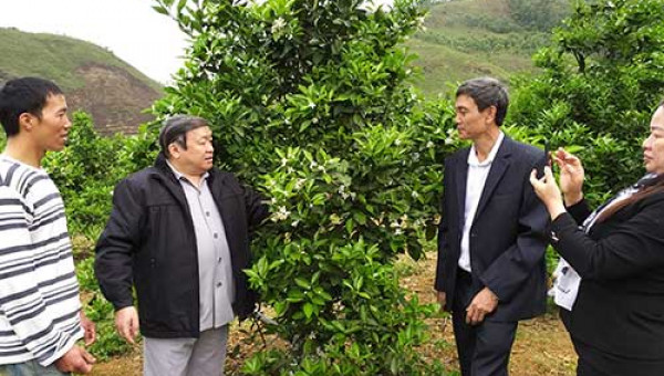 Hiến kế đưa thương hiệu cam Phù Yên “bay xa”