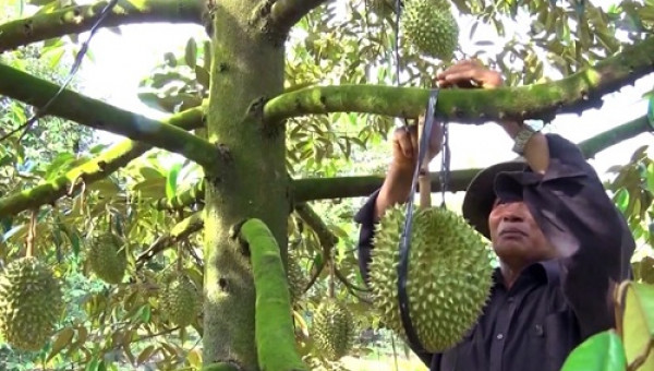 Trung Quốc giảm mua, giá thanh long, mít Thái, sầu riêng rớt sâu