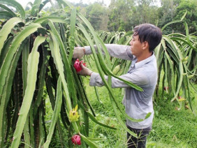  nông sản làng nghề, tiêu thụ nông sản, quảng bá các sản phẩm nông sản, tiêu thụ nông sản, nông dân 