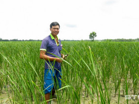 Cả làng khấm khá nhờ biến loài cỏ dại một thời thành rau đặc sản