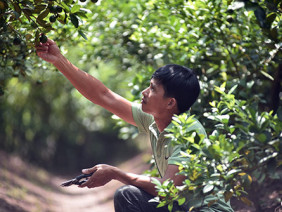 Tỷ phú trồng nhiều chanh tứ quý nhất trên đất nhãn Hưng Yên