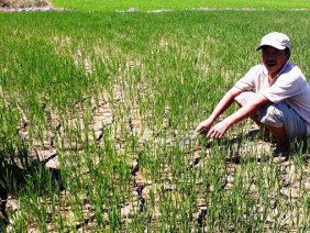 Thừa Thiên - Huế: Hàng trăm héc ta lúa 