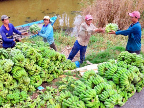 Kiên Giang: Choáng-lão nông chi tiền tỷ sắm xe tải chở chuối đi bán