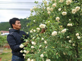 Chàng trai sở hữu vườn hoa hồng có chậu bán đến 150 triệu đồng