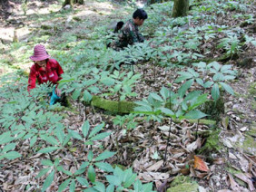 Giàu nhất vùng, tỷ phú Cadong trồng 10ha sâm Ngọc Linh trên rừng