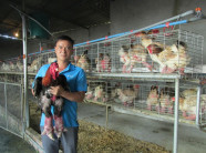 HHưng Yên: Một chủ trang trại bán được 10.000 giống gà lai Đông Tảo ông, bà