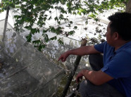 Hà Tĩnh: Nuôi ếch vừa nhàn lại cho thu nhập 30 triệu đồng mỗi lứa