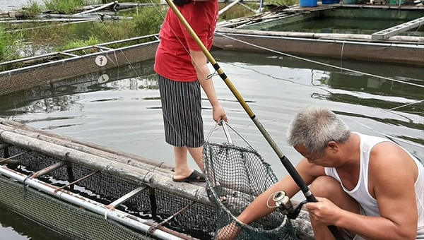 LẠ: Nuôi cá khủng trong lồng ở đập Hồ Ly, ngửi cá sống mà ít tanh?