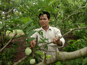 Trồng mía nợ như chúa chổm, chuyển sang trồng na thành triệu phú