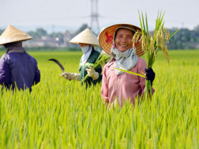 Không làm theo chuỗi, nông sản Việt dễ thua trên “sân nhà”