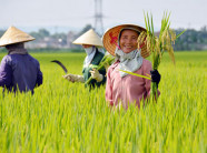 Không làm theo chuỗi, nông sản Việt dễ thua trên “sân nhà”