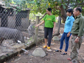 Nuôi loài heo rừng lông như chổi xể, bán đắt hàng