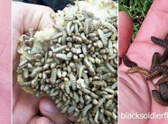 MỚI VÀ LẠ: Đất nước nổi tiếng sạch sẽ này sạch hơn nhờ nuôi ruồi