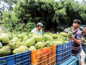 Giá mãng cầu xiêm tăng gấp đôi, nhà vườn lãi lớn