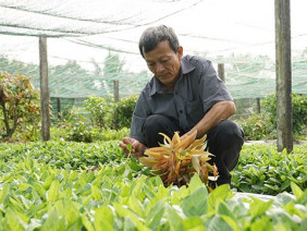 Đặc sản rau rừng Tây Ninh hiên ngang tiến vào các siêu thị lớn