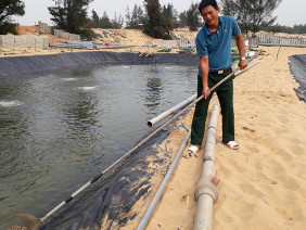 Quảng Bình: Tỷ phú đào ao trên cát nuôi loài ốc hương, bán đắt tiền