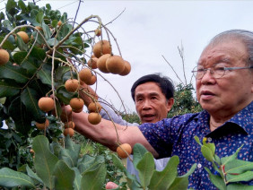 Trên cả đặc sản, giống nhãn đột biến ở Bạc Liêu được săn tìm