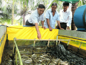 Nuôi lươn không bùn trong bể lót bạt, con to bự, bán 180 ngàn/ký