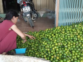 Giá chanh bất ngờ cao vút, nông dân khóc ròng vì lỡ phá vườn