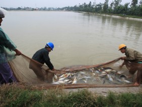 Xử lí ao nuôi thủy sản: Giải bài toán khó nhờ chế phẩm sinh học