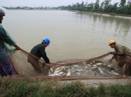 Xử lí ao nuôi thủy sản: Giải bài toán khó nhờ chế phẩm sinh học