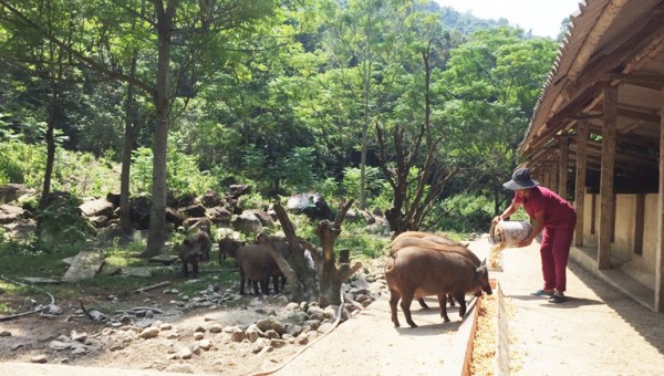 Mặc dịch tả lợn châu Phi, thứ lợn này ở Tam Đảo vẫn vô sự, đắt hàng