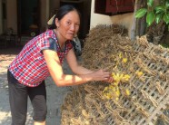 Thanh Hóa: Ở đây dân sống khỏe nhờ nuôi "sâu" nhả kén vàng