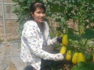 Nam Định: Bỏ việc ở phố, hotgirl về quê trồng dưa làm giàu