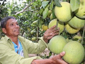 Ở nơi khỉ ho cò gáy, trồng bưởi đặc sản Hà Nội mà giàu có