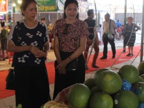 Bắc Giang: Hái bưởi da xanh đúng mùa cưới, giá cứ tăng theo tuần