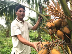 Dừa xiêm Nam bộ 'bén duyên' trên đất xứ Thanh