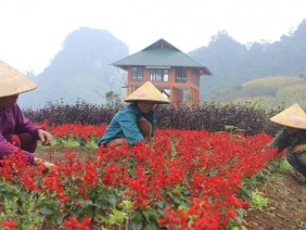 Thung lũng trăm hoa khoe sắc phát hờn của trai 'khùng' Yên Bái