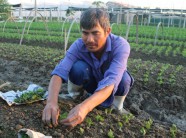 Thanh Hóa: Ở đây dân trồng bầu canh, rau an toàn chỉ lo 'cháy hàng'