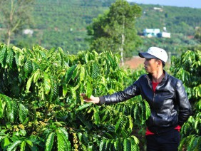 Lâm Đồng: Đau xót, người thân vừa mất thì vườn cà phê bị hại chết