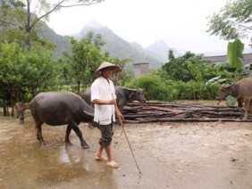 Có vốn nuôi trâu sẽ mau khá, giàu