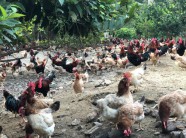 Liên kết nuôi gà lãi 50.000 đồng/con, nông dân xin vào HTX