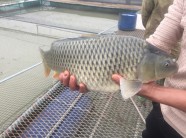 Nuôi cá chép thịt ăn giòn như tràng lợn, bán chạy như tôm tươi