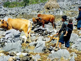 Vùng đất khô cằn, dắt bò 'leo' núi đá mà cày ra...'hoa'