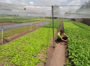 Tỷ phú rau Bình Dương: Mỗi ngày hái 3-4 tấn, thu 100 triệu/tháng